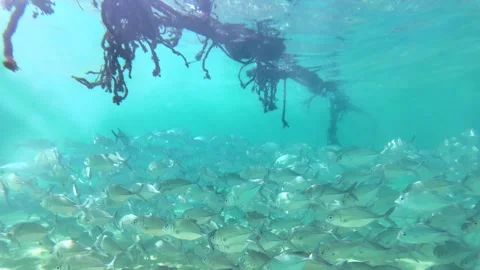 Silver Fish School Under Old Ropes in Clear Ocean Water, Hikkaduwa Sri Lanka Stock Footage 329033469