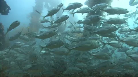 Silver fish on shipwreck scatter Stock Footage