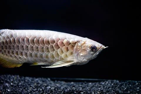 Silver fish with squama on black background. Stock Photos