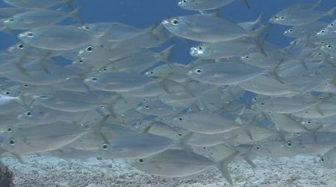 Silver fish swim past camera, medium shot Stock Footage 879557