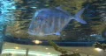 Silver Flat Fish HD Footage