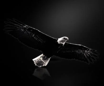 Silver Flying Bald Eagle Illustrazione stock