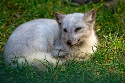 Silver fox in a clearing Foto stock