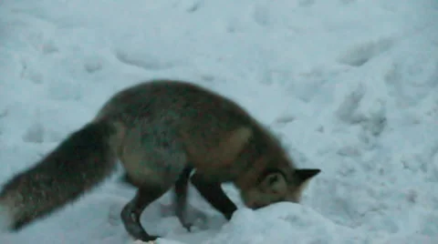 Silver Fox at Dawn Stock Footage 978944