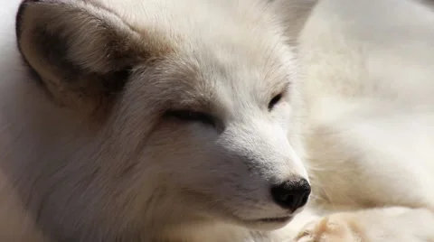 Silver fox goes to sleep Stock Footage 40732337