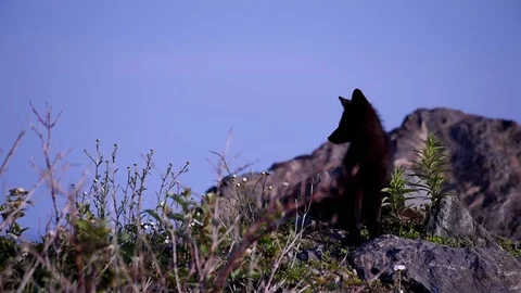 Silver Fox Kit Stock Footage 94195782