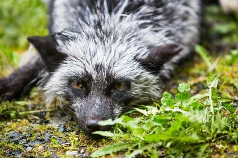 Silver Fox Laying on Ground Stock-Fotos