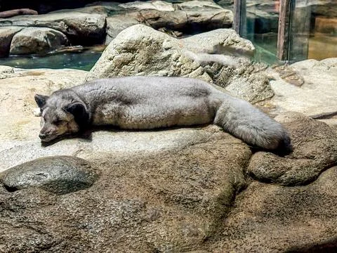 Silver Fox is lying on a rocky surface in Abu Dhabi Stock Photos
