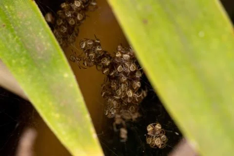 Silver Garden Orbweaver  chicks Stock Photos
