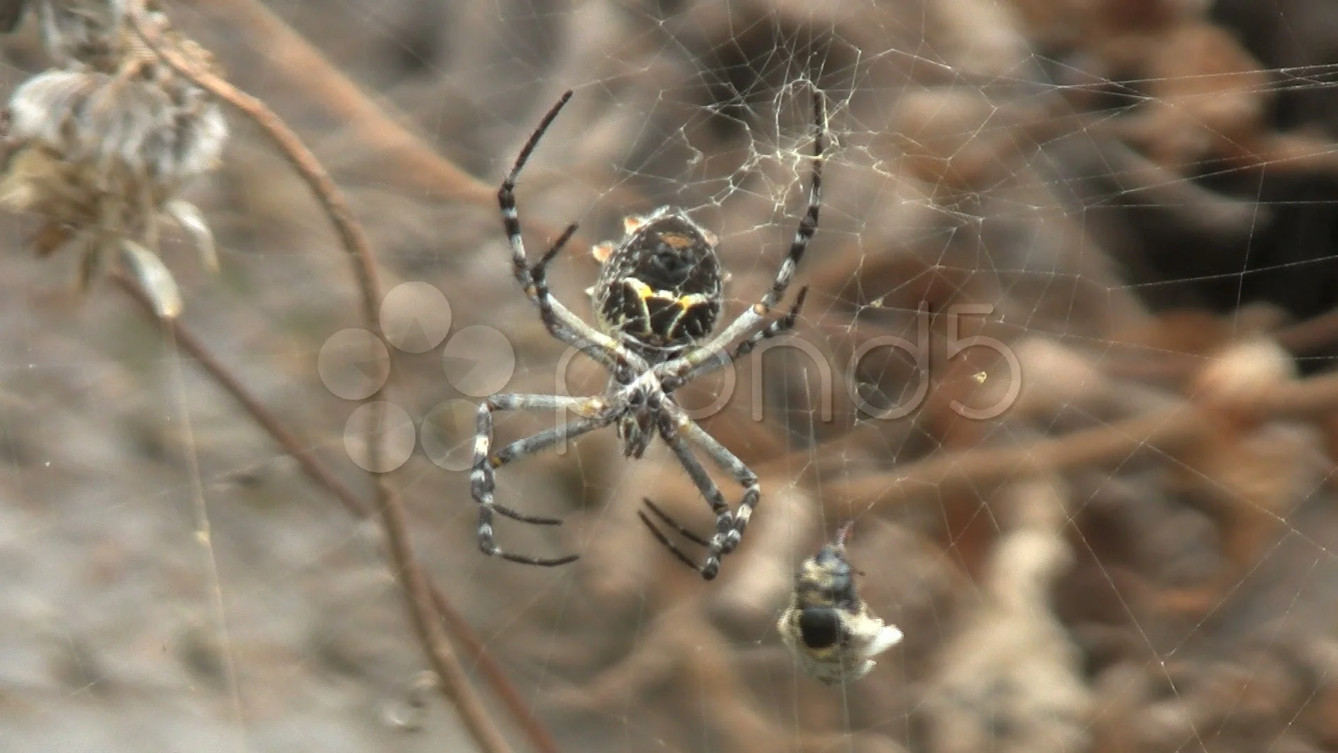 Silver Garden Spider Argiope Argentata With Spun Prey Dangling