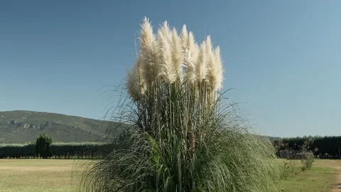Silver grass against sun. Stock Footage 221579806