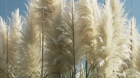 Silver grass against sun. Stock Footage 221579824