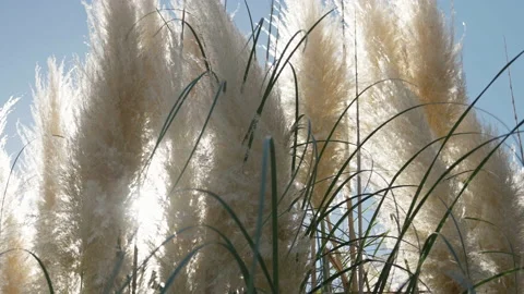 Silver grass against sun. Stock Footage 221581041