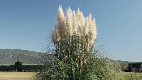 Silver grass against sun. Stock-Footage 221581064