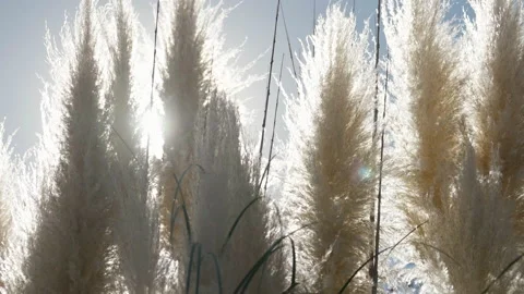 Silver grass against sun. Stock Footage 221581567
