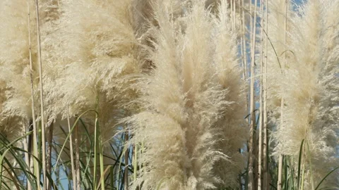 Silver grass against sun. Video stock 221581626