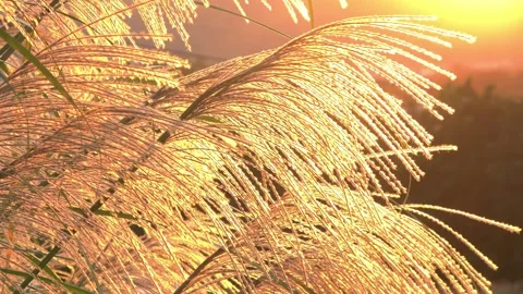 Silver Grass dancing in the golden hour. Stock Footage 294090216