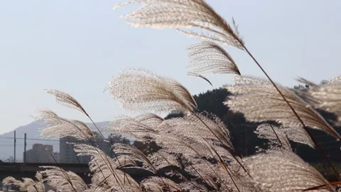 Silver grass field. Stock Footage 139402608
