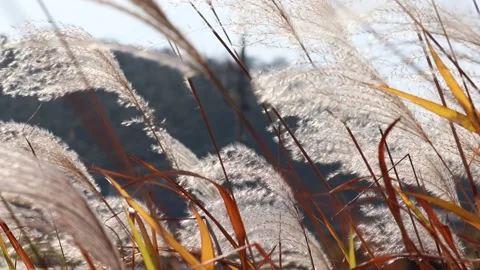 Silver grass field. Stock Footage 139402635