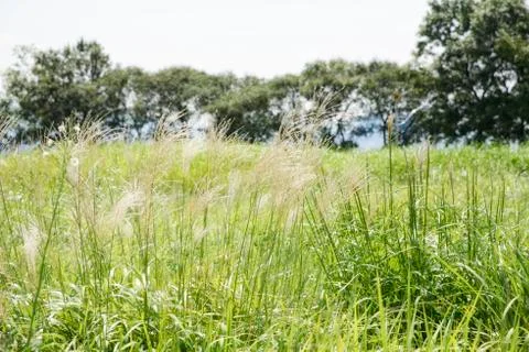 Silver grass in a field Stock Photos