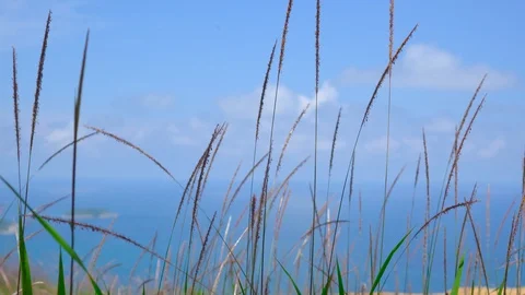 Silver grass flower blowing in the wind, silver grass flower sway in the wind. Stock Footage 112654043