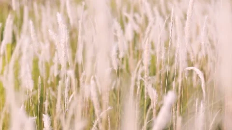 Silver grass flower blowing in the wind, silver grass flower sway in the wind Stock Footage 134272707