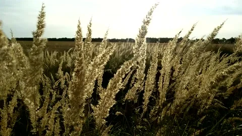 Silver grass flower blowing in the wind, silver grass flower sway in the win Stock Footage 139505143