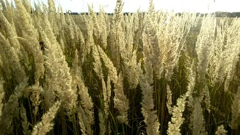 Silver grass flower blowing in the wind, silver grass flower sway in the win Stock Footage 139505151