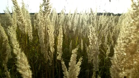 Silver grass flower blowing in the wind, silver grass flower sway in the win Stock Footage 139505153