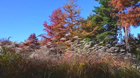 Silver grass flower blowing in the wind  in autumn Stock Footage 142974871