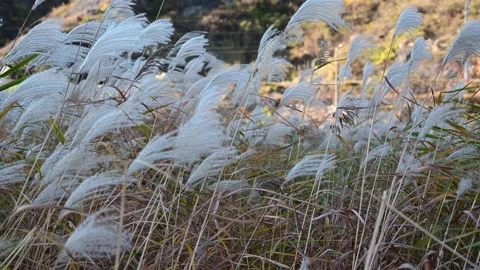 Silver grass flower blowing in the wind Stock Footage 146142893