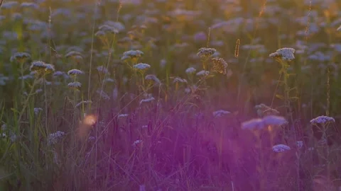 Silver grass flower blowing in the wind, silver grass flower sway in the wind Stock-Footage 151807242