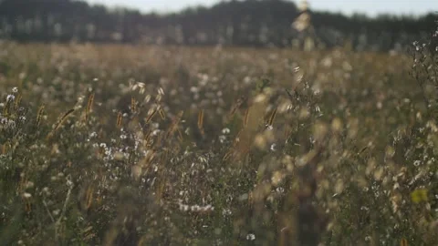Silver grass flower blowing in the wind, silver grass flower sway in the wind Stock-Footage 153043802