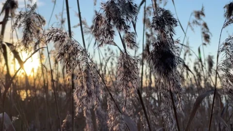 Silver grass flower blowing in the wind, silver grass flower sway in the wind. Stock Footage 171835521