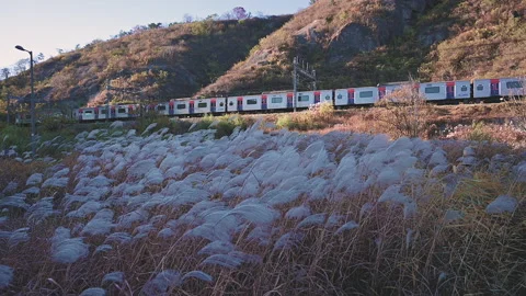Silver grass flower sway in the wind.and subway running Stock Footage 143166356