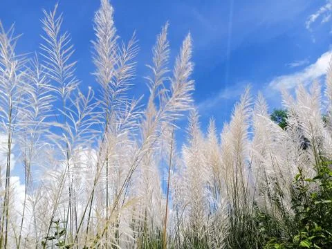 SILVER GRASS FLOWERS Stock Photos