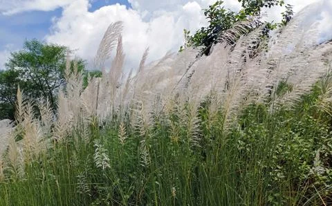 SILVER GRASS FLOWERS Stock Photos