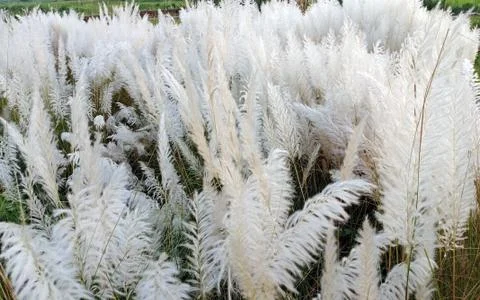 SILVER GRASS FLOWERS Stock Photos