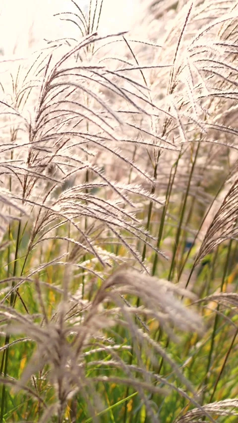 Silver Grass 库存影片 343806088