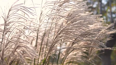 Silver Grass Видео 343806106