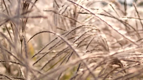Silver Grass Stock Footage 343806119