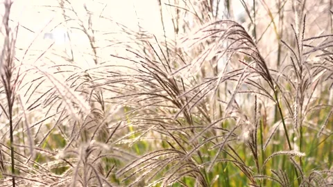 Silver Grass Video stock 343806137