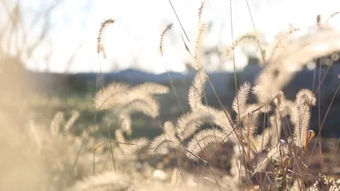 Silver grass growing in autumn fields Stock-Footage 303115553