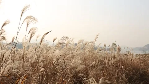 Silver grass growing in autumn fields Stock Footage 303123287