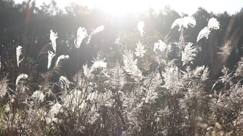 Silver grass growing in autumn fields Video stock 303551115