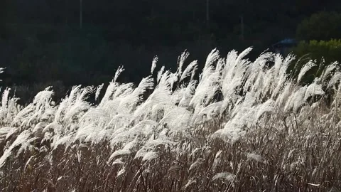 Silver grass growing in autumn fields Video stock 303551120