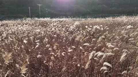 Silver grass growing in autumn fields Video stock 303551148