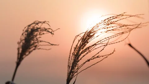 Silver grass illuminated by the setting sun 002 Stock Footage 319907427