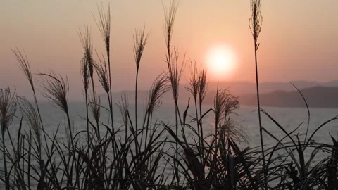 Silver grass illuminated by the setting sun 003 Stock Footage 319907432