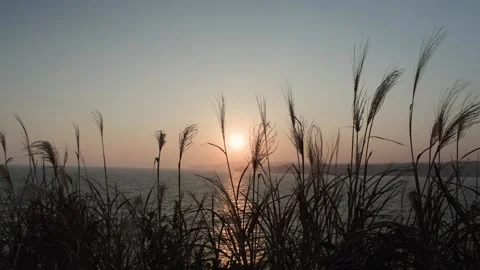 Silver grass illuminated by the setting sun Stock Footage 319907436